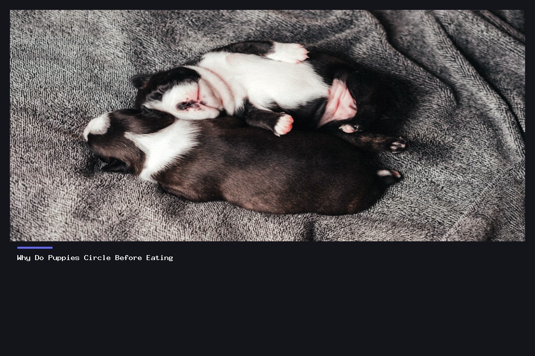 Why Do Puppies Circle Before Eating? Understanding Canine Feeding Rituals