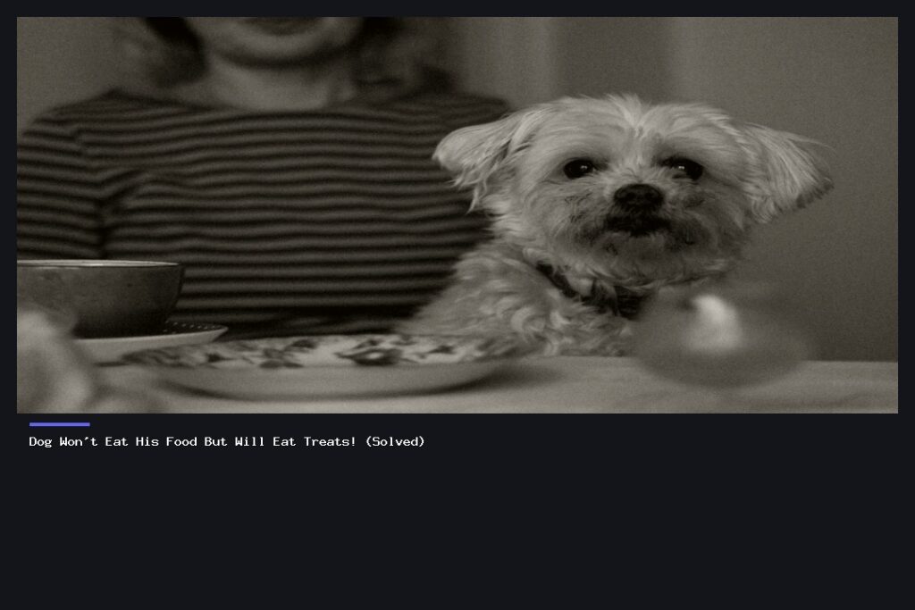 Dog Won't Eat Food? Find Solutions Here!