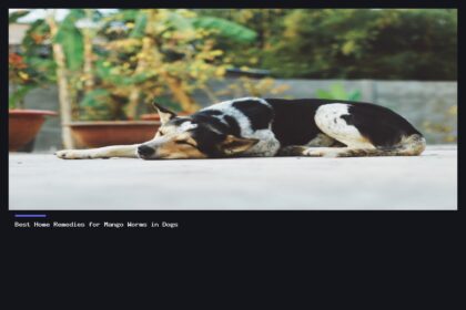 Best Home Remedies for Mango Worms in Dogs