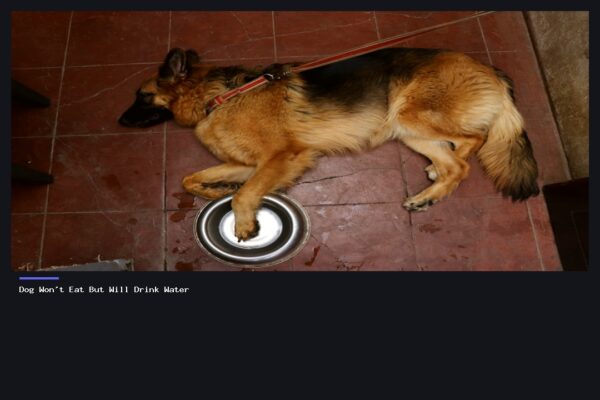 Dog Won't Eat But Will Drink Water