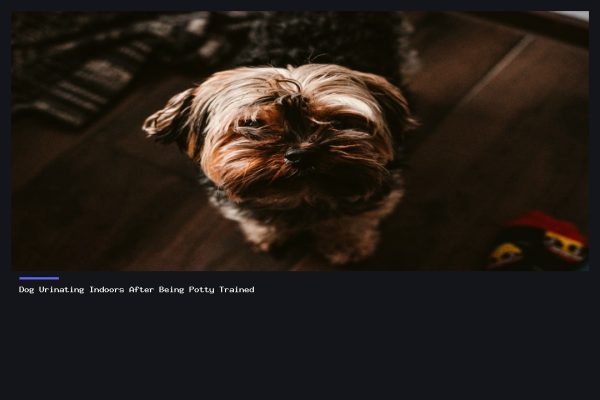 Dog Urinating Indoors After Being Potty Trained
