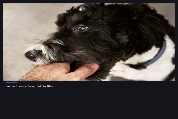 How to Train a Puppy Not to Bite