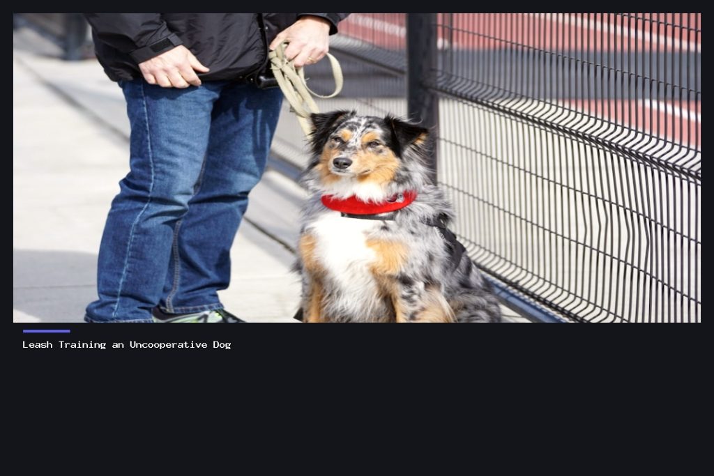 Leash Training an Uncooperative Dog
