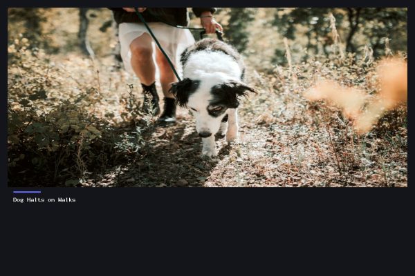 Dog Halts on Walks