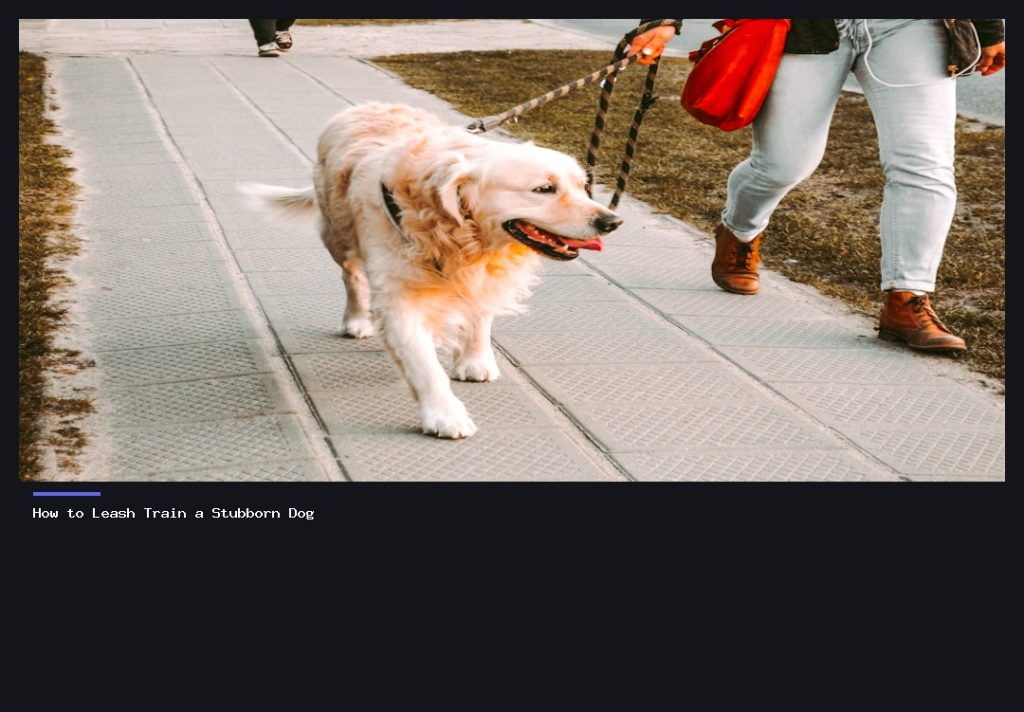 How to Leash Train a Stubborn Dog