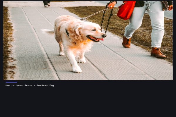 How to Leash Train a Stubborn Dog