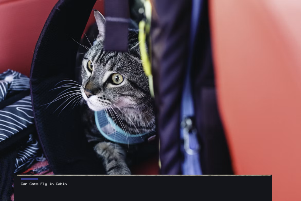 Can Cats Fly in Cabin
