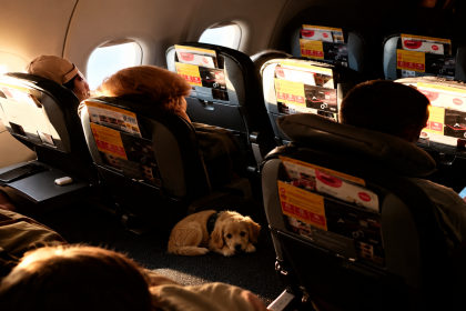 Best Airlines for Pet Travel
