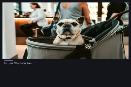Which Airlines Allow Large Dogs in Cabin