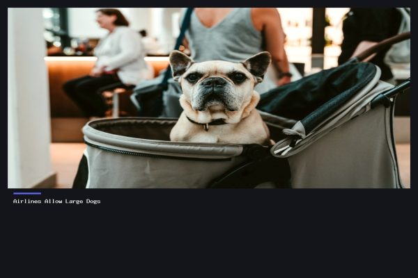 Which Airlines Allow Large Dogs in Cabin