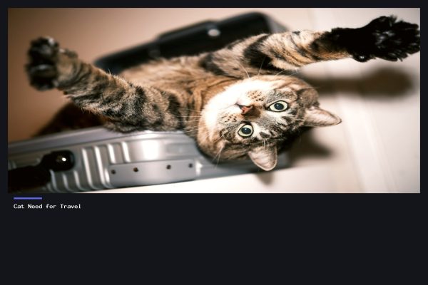 Do Cat Need Passports for International Travel