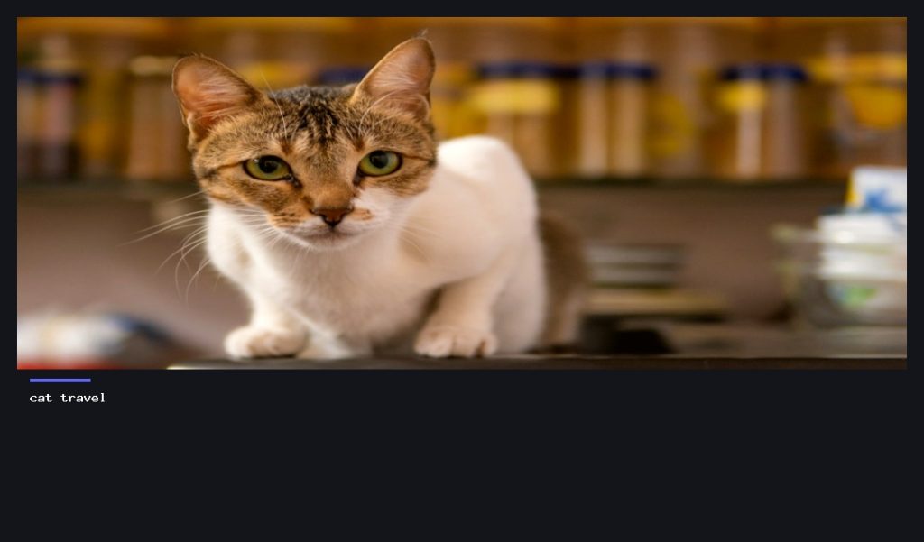 Cat Passport Requirements in the EU