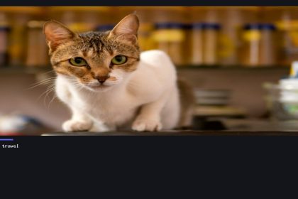 Cat Passport Requirements in the EU