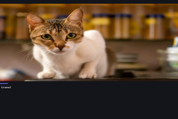 Cat Passport Requirements in the EU