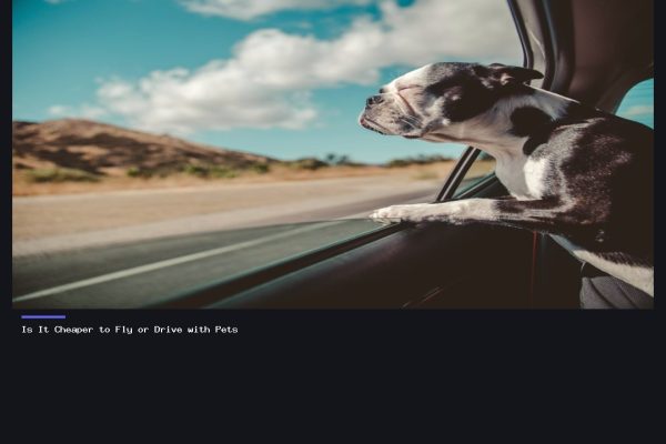 Is It Cheaper to Fly or Drive with Pets